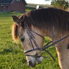 Anden særlig race Bonnie