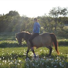 Anden særlig race Bonnie