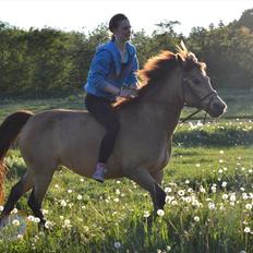 Anden særlig race Bonnie