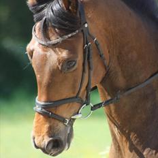 Dansk Varmblod Rts- Caligula