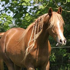 Arabisk fuldblod (OX) Rose of Kunar - SOLGT -