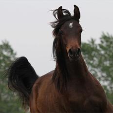 Arabisk fuldblod (OX) Amazing Grace D. - RESERVERET