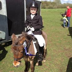 Shetlænder Felix (solgt)