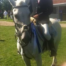 Anden særlig race Tøsen