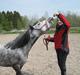 Welsh Mountain (sec A) Stampebakkens Nosey <3