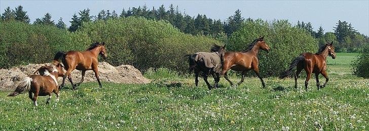 Shetlænder Bølle. billede 3