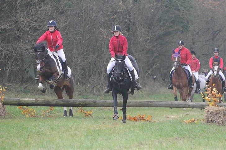 Welsh Cob (sec D) Garnfach Lona (Lonski) **SOLGT ** - Jagt i kallehavegård. billede 5