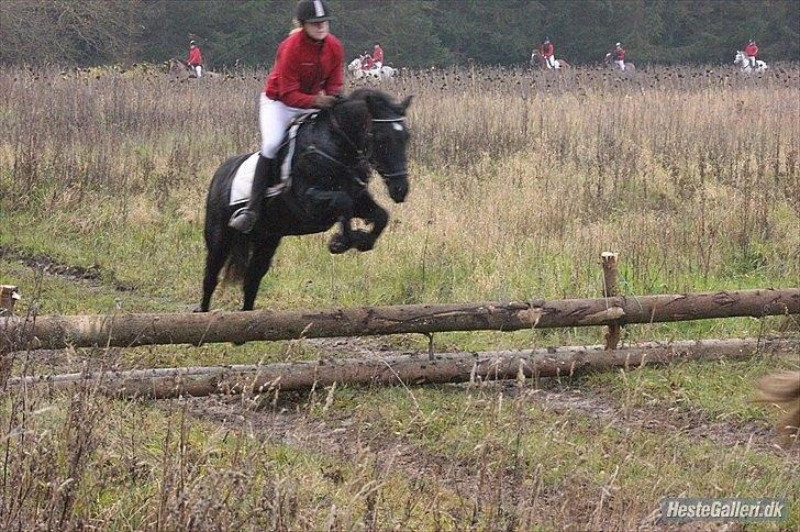 Welsh Cob (sec D) Garnfach Lona (Lonski) **SOLGT ** - Jagt i kallehavegård. billede 9