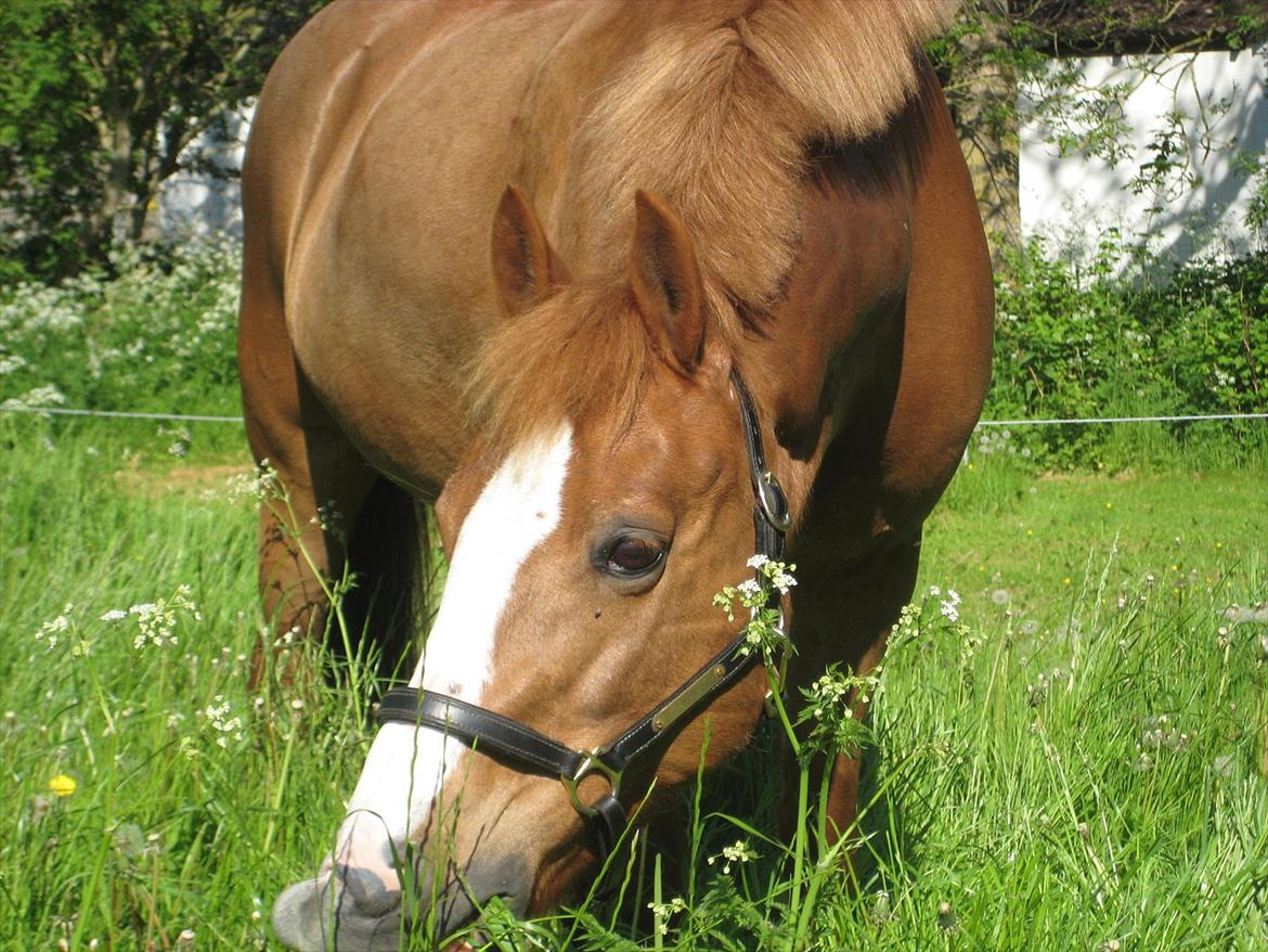 DSP Tai chiquita |minskat|<3 - ihh, det er så dejligt en være en lille tyk pony, der heder tai <3<3 billede 14