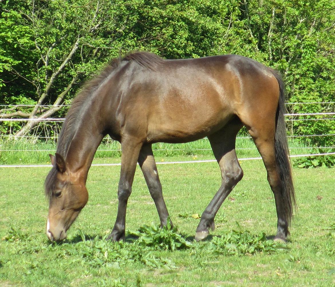 Anden særlig race Supremés My Lady - Hun bliver smukkere for hver dag der går! maj 2012. billede 10