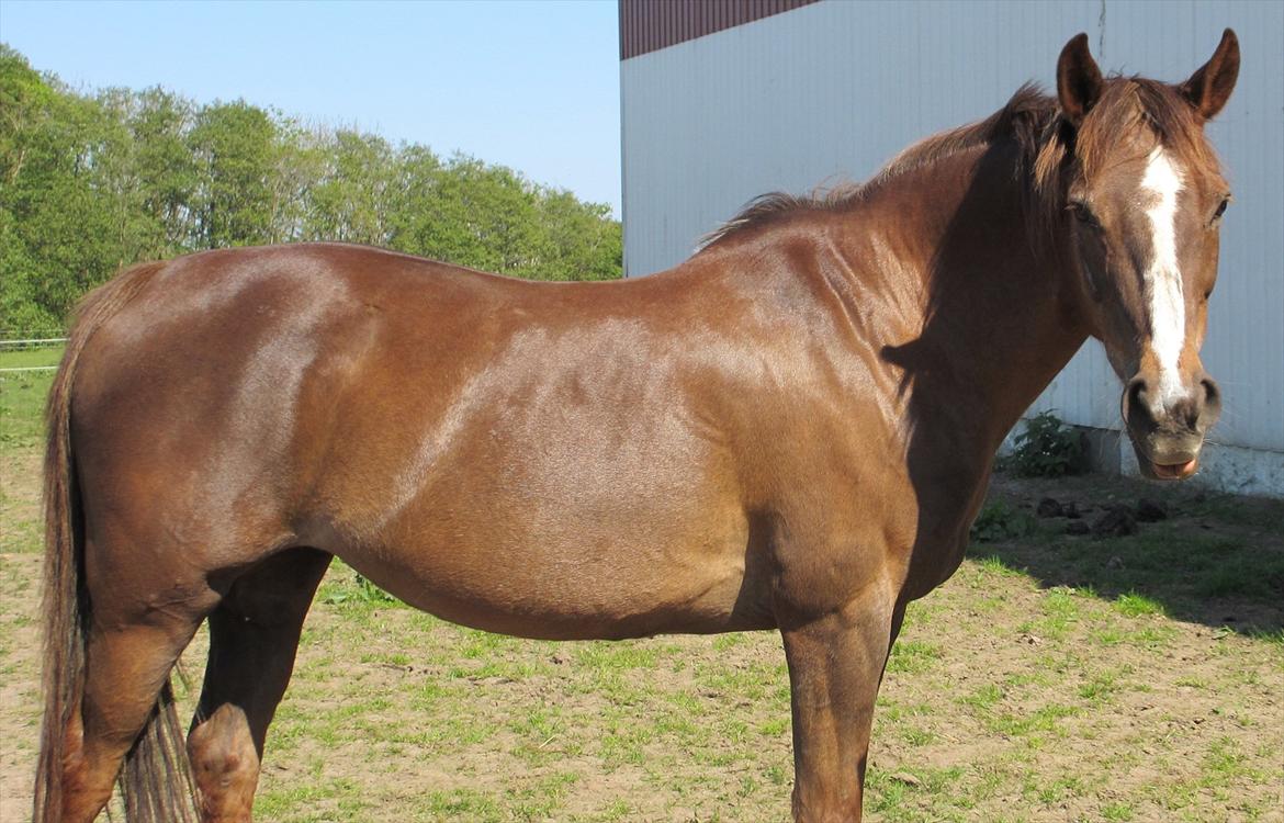 Anden særlig race Malaika R.I.P - 21 år gammel, og hun er stadig lækker! maj 2012. billede 8