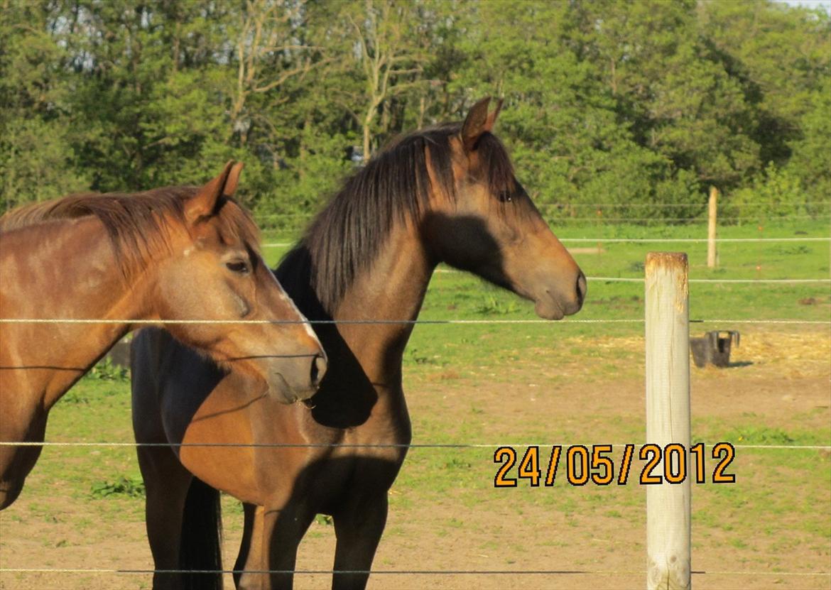 Anden særlig race Malaika R.I.P - Mor og datter - maj 2012. billede 1