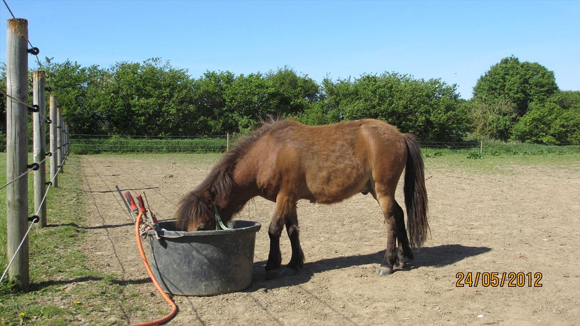 Shetlænder Stald Michas Little Matti - Baljen er større end Mattis hoved! maj 2012. billede 8