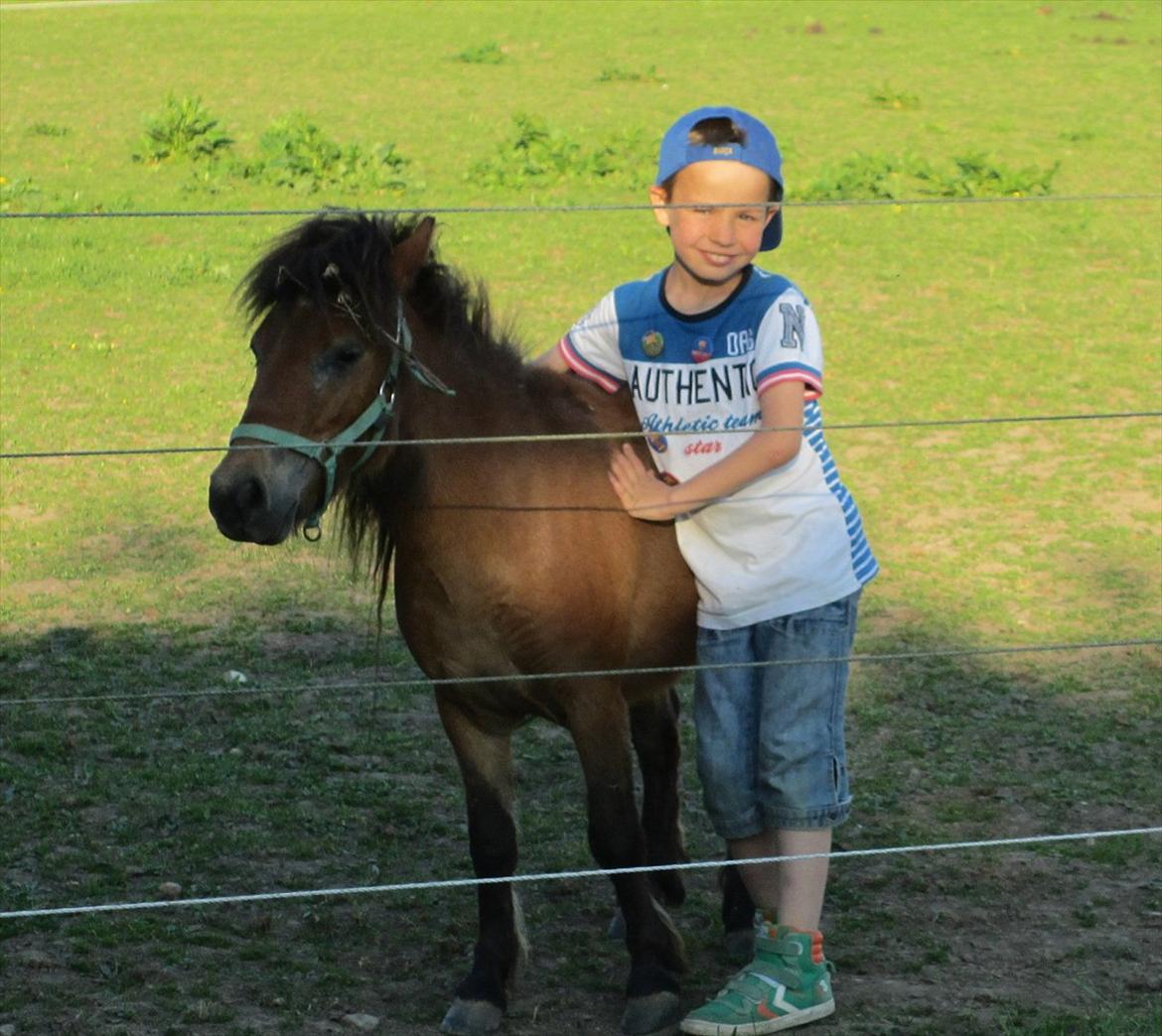 Shetlænder Stald Michas Little Matti - Phillip og Matti - de er gode venner ;) maj 2012. billede 1