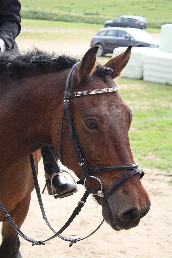 Anden særlig race Charley - <3 Foto Sofie  billede 4