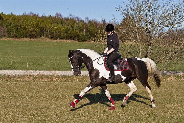 Pinto Blis (kat. 1 pony) - Lidt dressur-træning ved juelstrup sø  billede 4