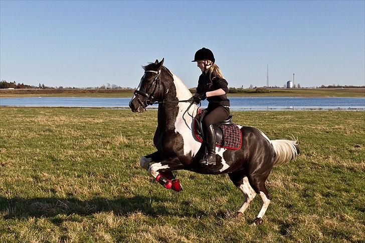 Pinto Blis (kat. 1 pony) - En hidsig Blis ved juelstrup sø ;-) billede 13