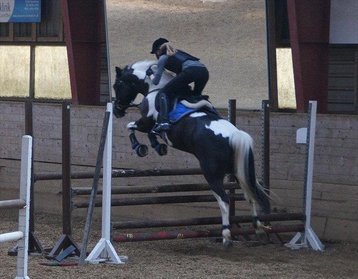 Pinto Blis (kat. 1 pony) - Spring-træning, taget af Christine Bræmer Biehl billede 15