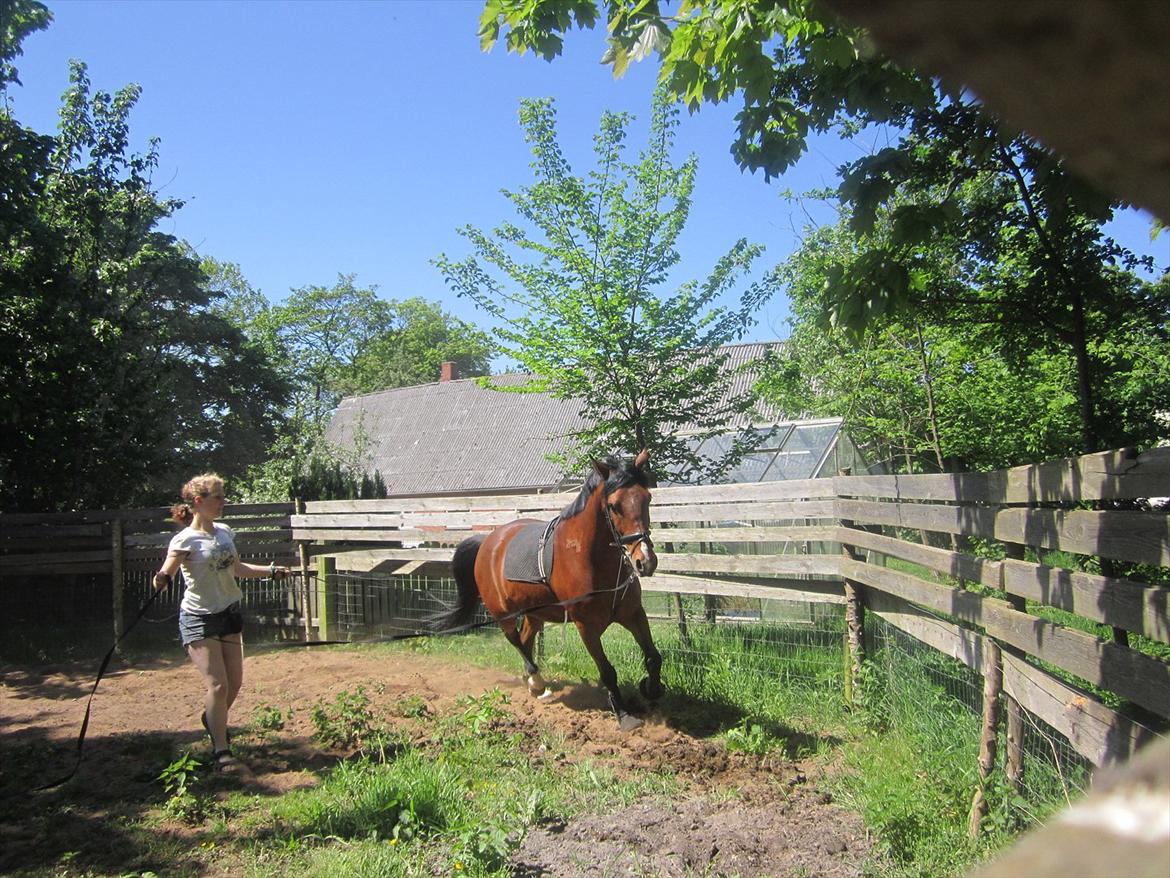 Pinto Figaro Ponygaarden billede 16