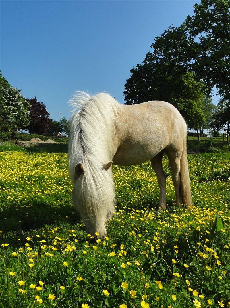 Islænder Lilja fra Skibdal billede 7