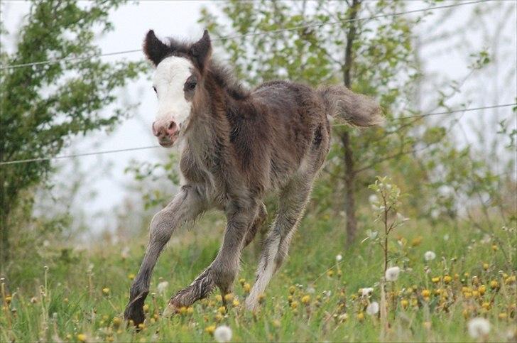 Irish Cob Axelved's Molly Malone billede 2