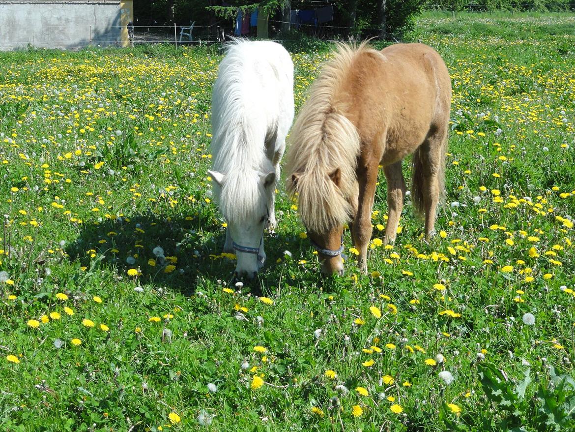 Islænder Ástríkur frá stald Hjarta billede 19