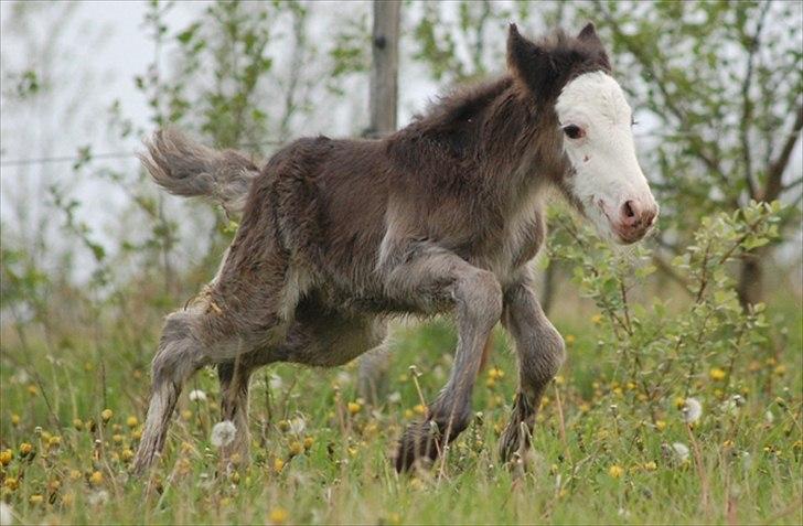 Irish Cob Axelved's Molly Malone billede 3