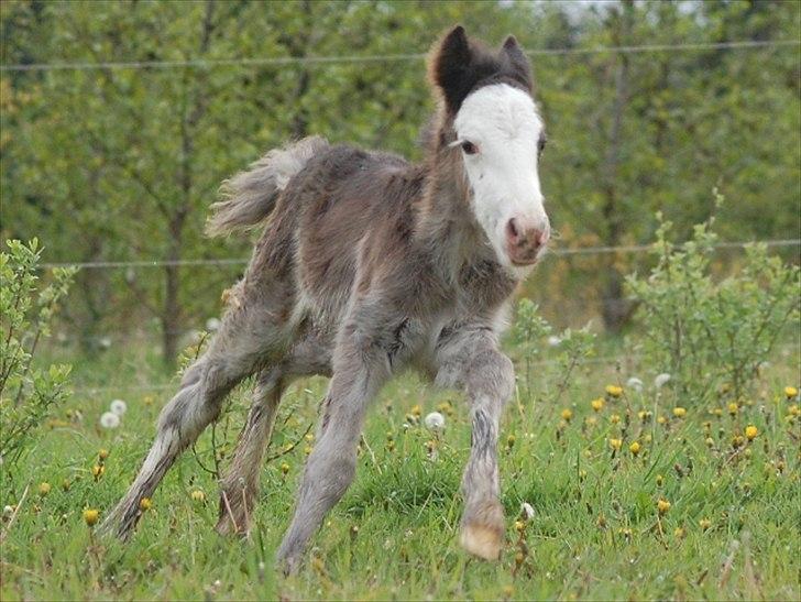 Irish Cob Axelved's Molly Malone billede 5