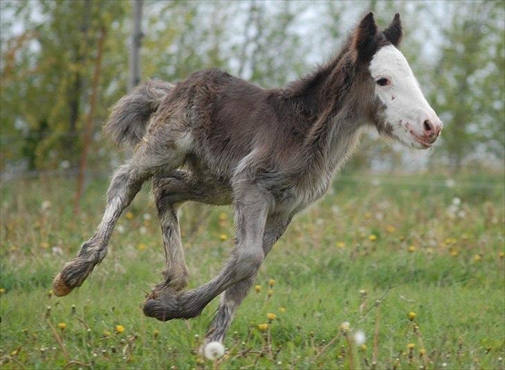 Irish Cob Axelved's Molly Malone billede 6