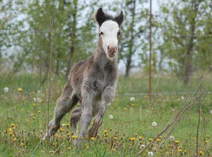 Irish Cob Axelved's Molly Malone billede 7