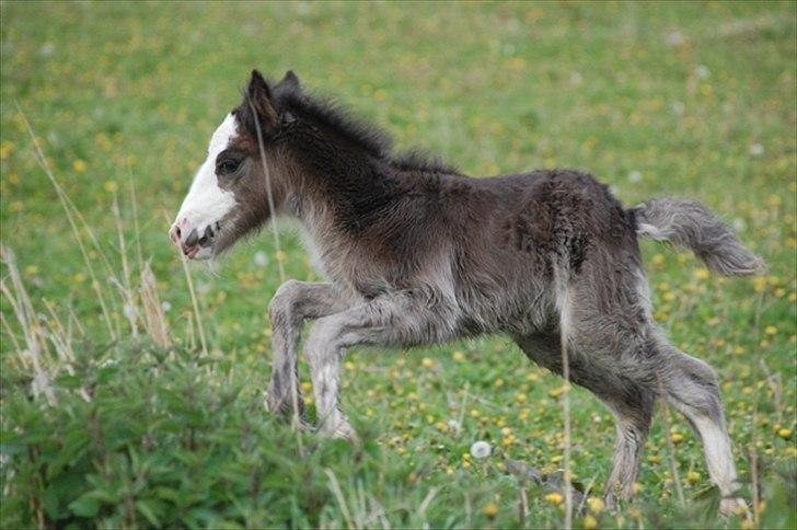 Irish Cob Axelved's Molly Malone billede 8