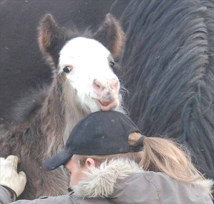 Irish Cob Axelved's Molly Malone billede 9