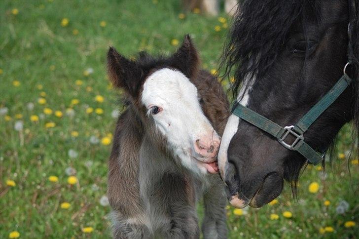 Irish Cob Axelved's Molly Malone billede 10
