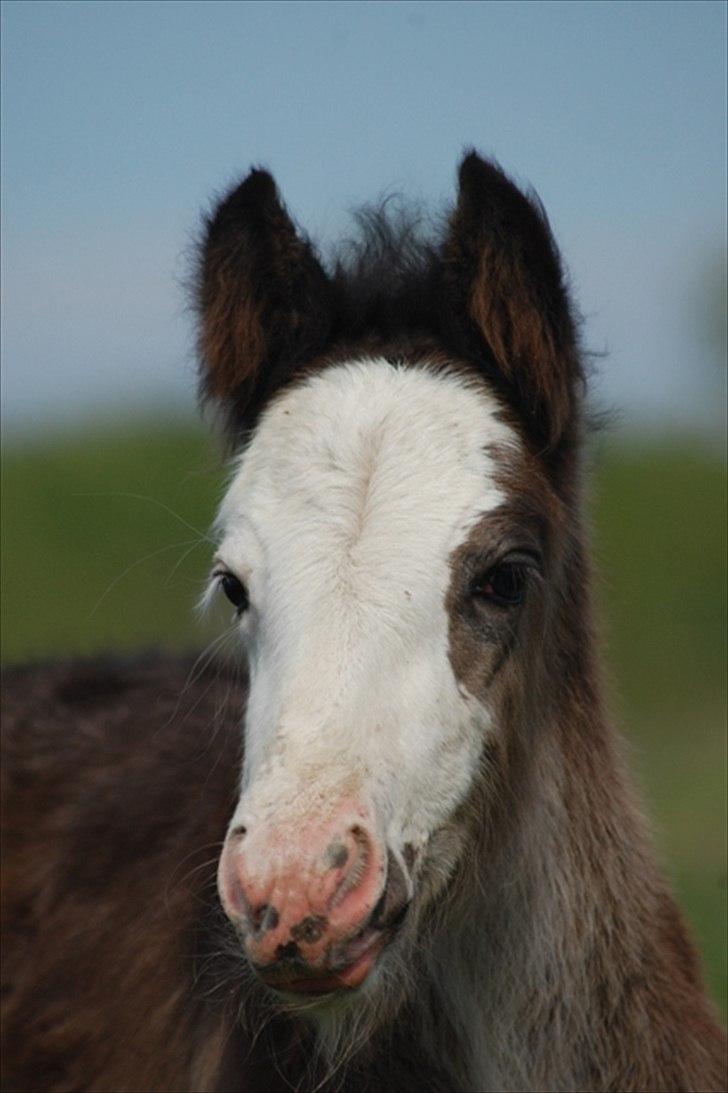 Irish Cob Axelved's Molly Malone billede 11