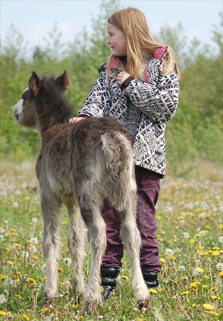 Irish Cob Axelved's Molly Malone billede 12