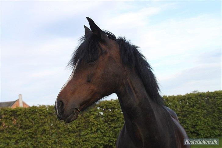 Hollandsk Sportspony Arianne - savner dig min smukke pony <3<3<3 billede 14