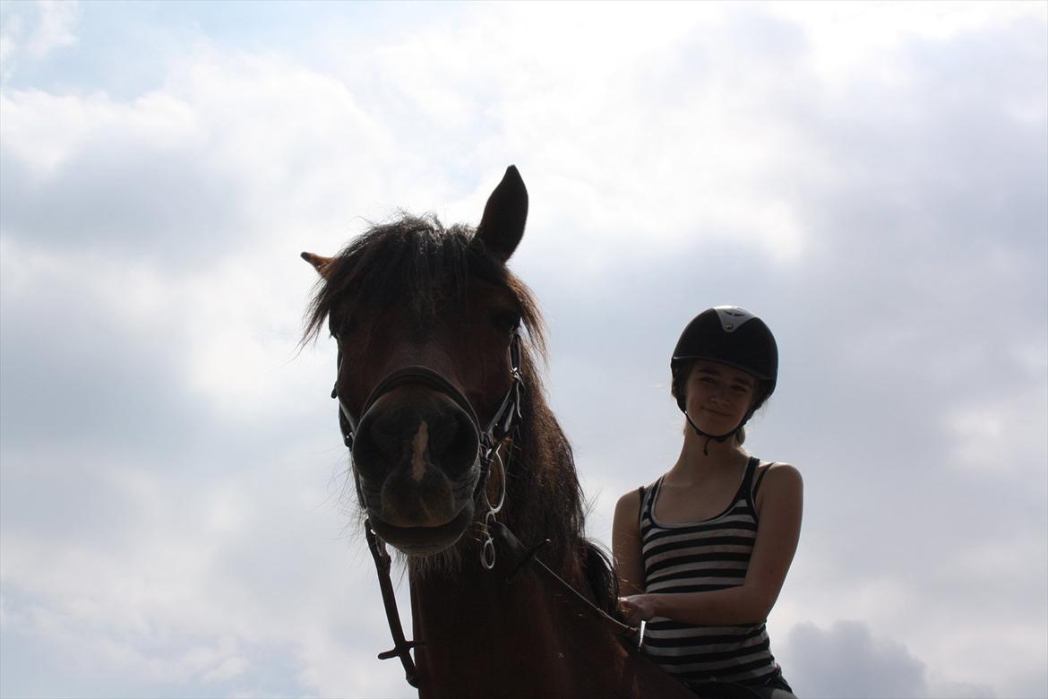 Welsh Cob (sec D) Charlie Brown •Parten• - charlie og jeg, der tuller lidt rundt på banen ((-: billede 1