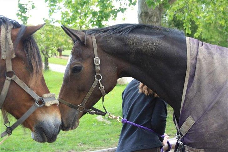 Welsh Cob (sec D) Charlie Brown •Parten• - charlie og hans tidligere veninde vida nova!((-; billede 2