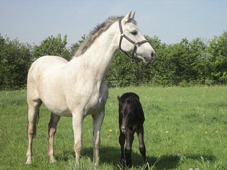 Zangersheide Couture Z - 23/5-12
'Den stolte mor' billede 7
