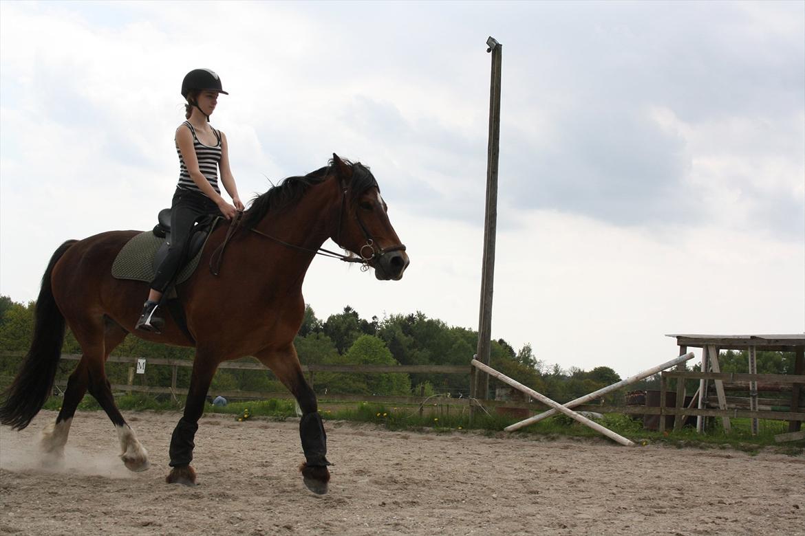 Welsh Cob (sec D) Charlie Brown •Parten• - ridning på banen, ingen kommentarer til min ridning. billede 3