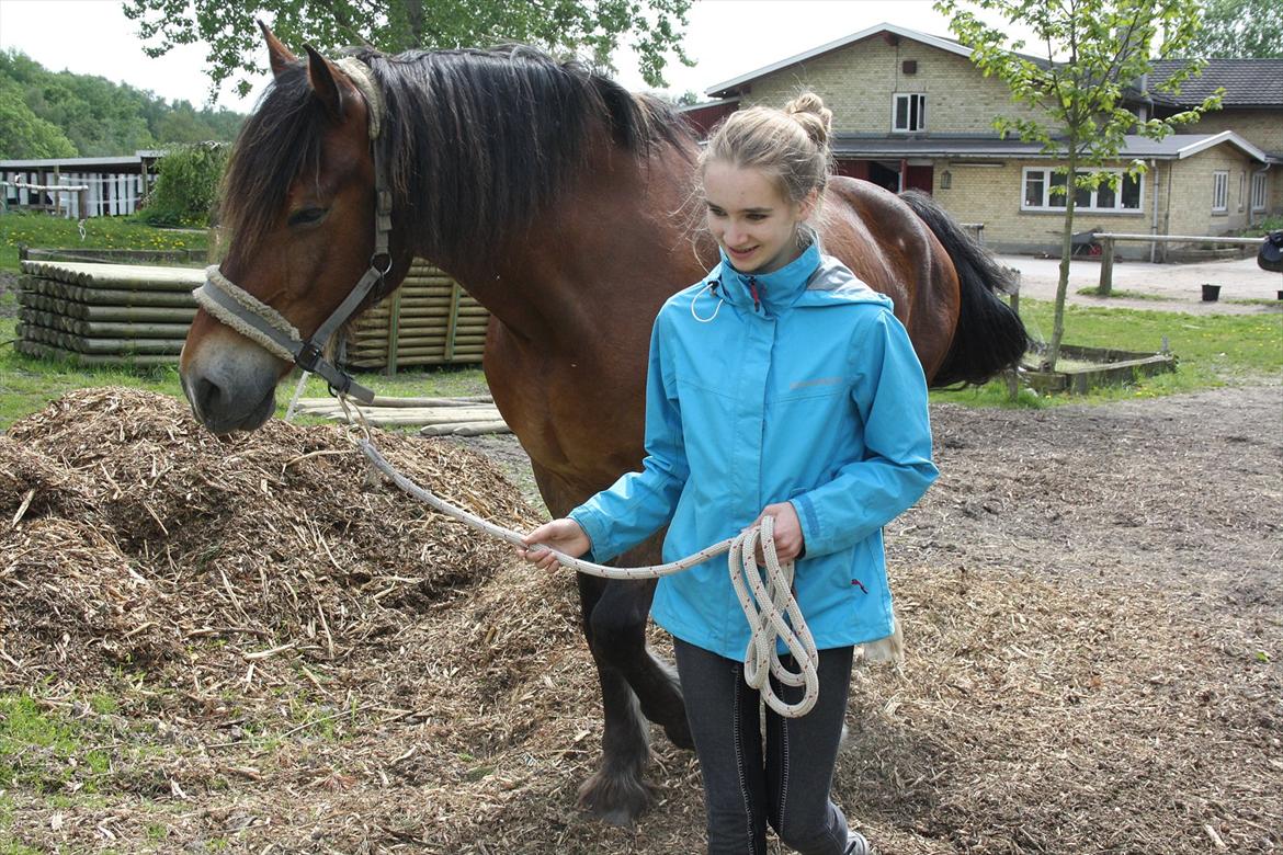 Welsh Cob (sec D) Charlie Brown •Parten• - vi trækker over folden for at komme i seng :) billede 4