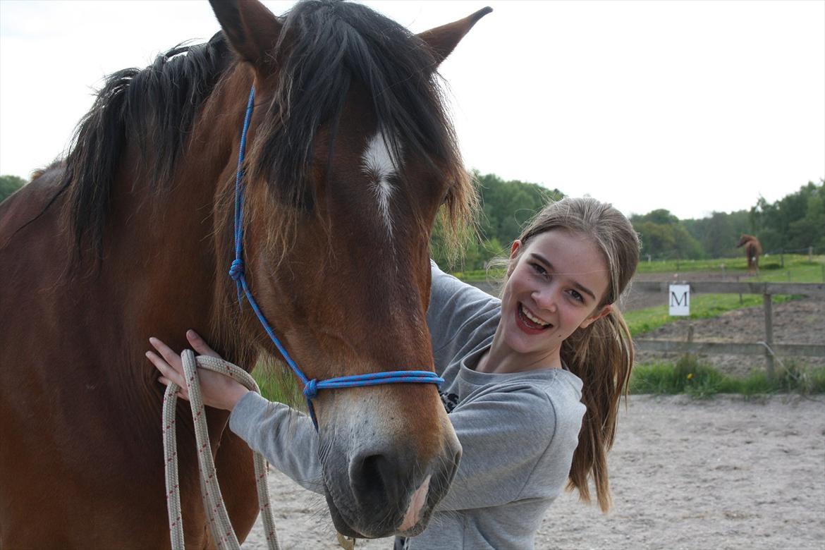 Welsh Cob (sec D) Charlie Brown •Parten• - bassen og laura, også godt par! <3 billede 5