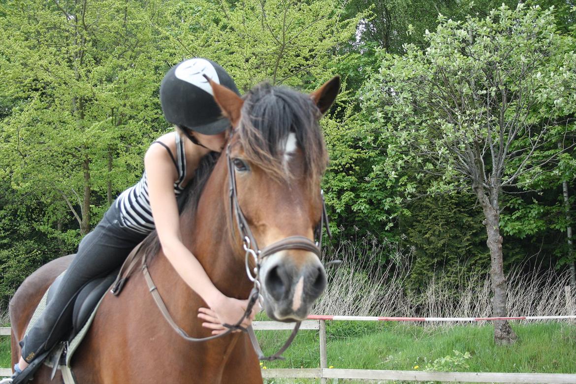 Welsh Cob (sec D) Charlie Brown •Parten• - drengen gør mig glad! gladere end nogen anden dreng gør mig!<3 billede 6
