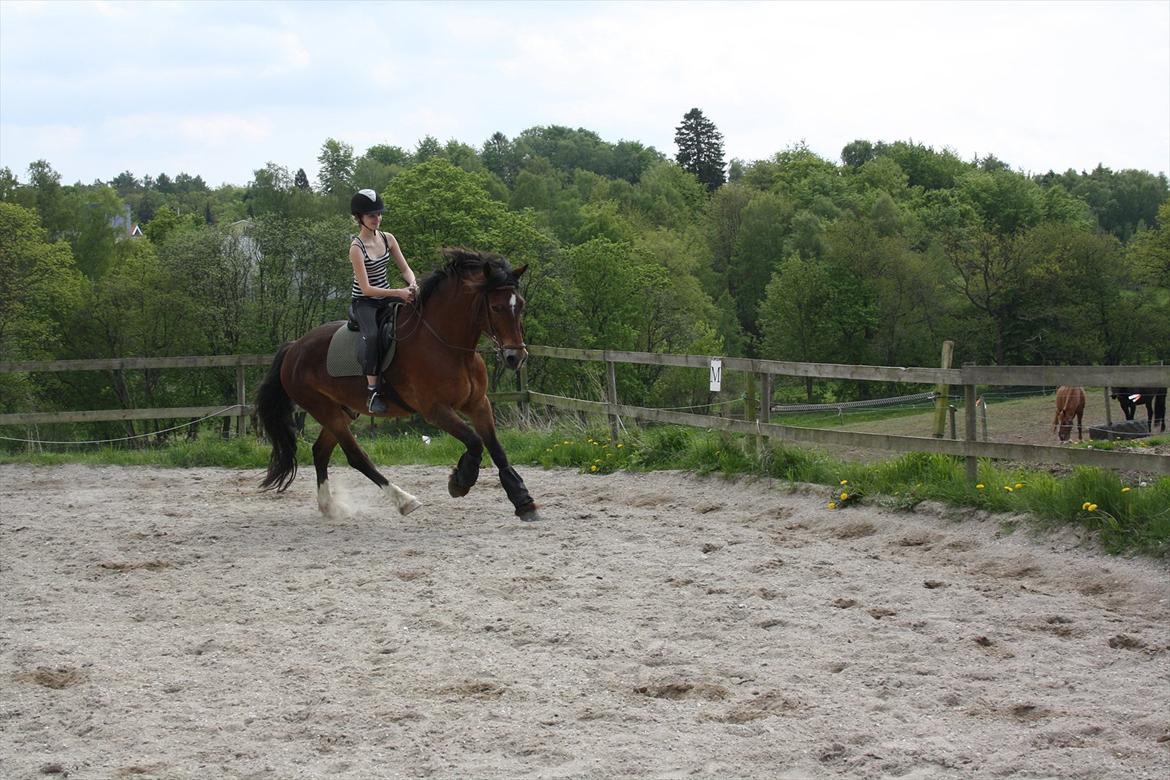Welsh Cob (sec D) Charlie Brown •Parten• - fuuuuuld galop! billede 7