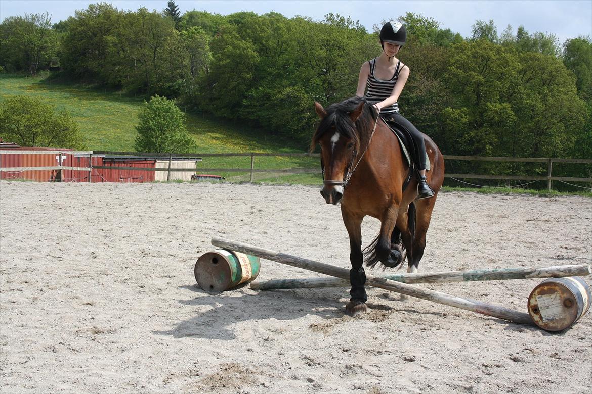 Welsh Cob (sec D) Charlie Brown •Parten• - et sjældent syn, hvor vi springer!ö  billede 8