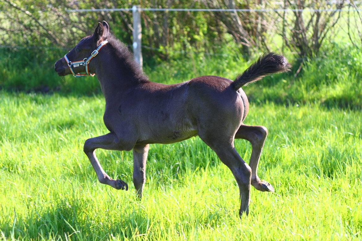 New Forest Calandias Blackjack billede 9