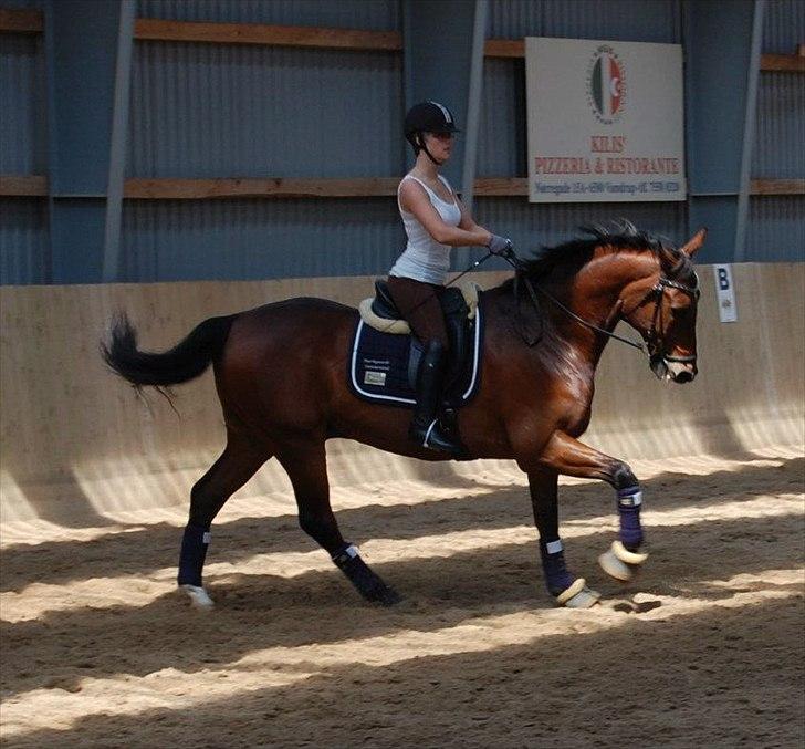 Dansk Varmblod Markgårds Donnewind - Samling med landstræneren den 12-13 maj 2012 billede 2