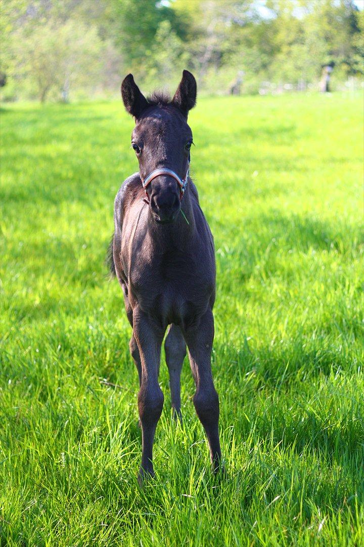 New Forest Calandias Blackjack billede 3