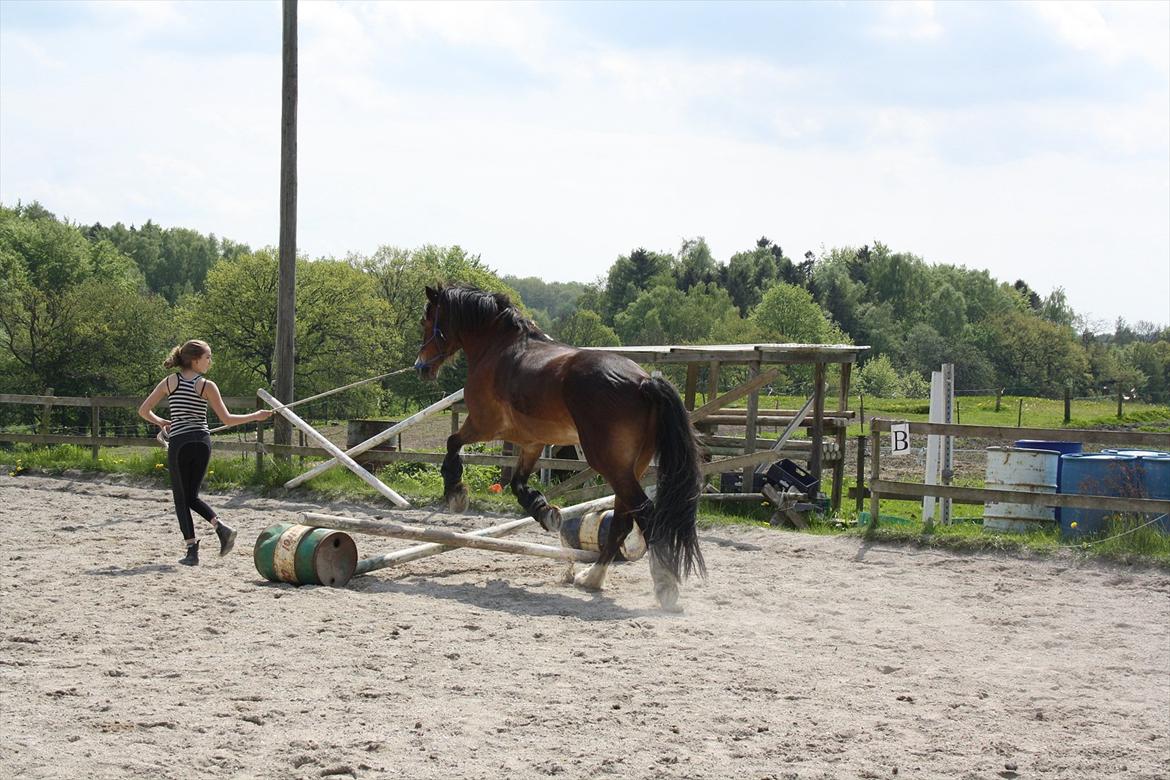 Welsh Cob (sec D) Charlie Brown •Parten• - hopla! billede 9