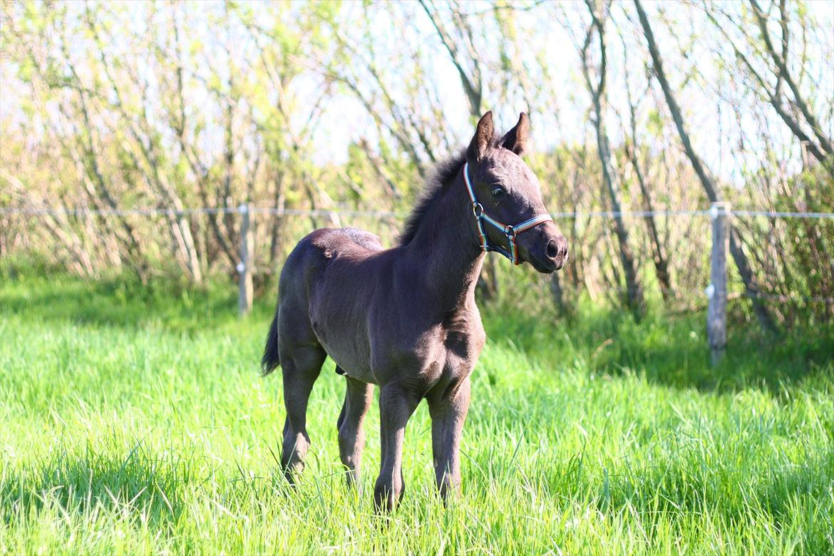 New Forest Calandias Blackjack billede 4